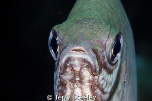 Damsel fish portrait by Terry Steeley 